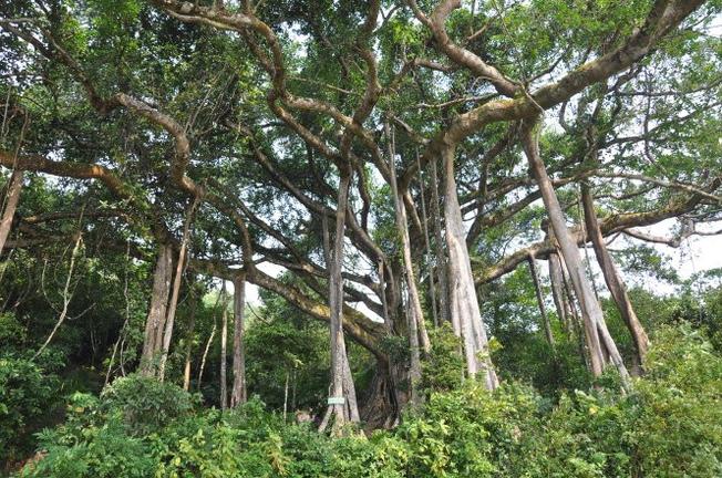 Explore Son Tra Peninsula by Motorbike: A Complete Guide for Expats in Da Nang The Thousand-Year-Old Banyan Tree in Son Tra Peninsula